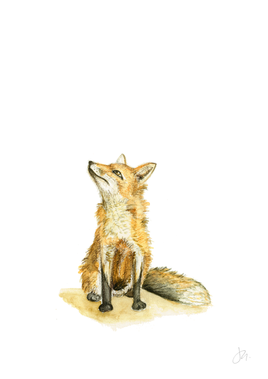 Watercolour Fox | Woodland Series I Unframed